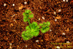 Drosera stolonifera