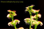 Drosera stolonifera 1