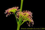 Drosera stolonifera 1