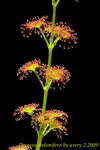 Drosera stolonifera 2