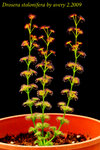 Drosera stolonifera 3