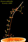 Drosera subhirtella