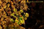 Drosera zigzagia