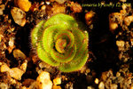 Drosera zonaria