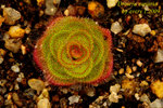 Drosera zonaria