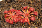 Avery's Falanata 1