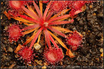 Avery's Falanata 2