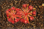 Avery's Falanata 3