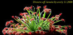 Drosera aff lanata