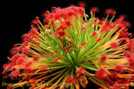 Drosera aff lanata 1
