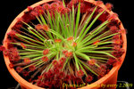 Drosera aff lanata 2