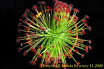 Drosera aff lanata 2