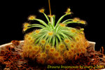 Drosera broomensis
