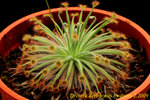 Drosera derbyensis