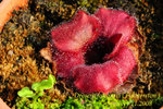 Drosera falconeri Palmerston