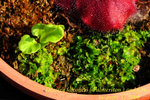Drosera falconeri Palmerston 2