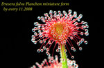 Drosera fulva Planchon miniature form 2