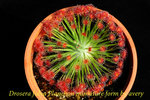 Drosera fulva Planchon miniature form 3
