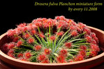 drosera fulva planchon 1