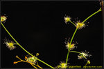 DSC_1605_nEO_IMG Drosera gigantea