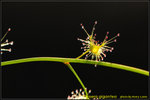 DSC_1608_nEO_IMG Drosera gigantea