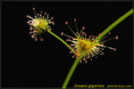 DSC_1609_nEO_IMG Drosera gigantea