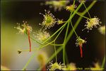 DSC_1987_nEO_IMG Drosera gigantea