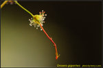 DSC_1989_nEO_IMG Drosera gigantea