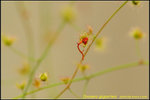 DSC_1991_nEO_IMG Drosera gigantea
