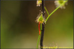 DSC_1993_nEO_IMG Drosera gigantea