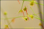 DSC_1994_nEO_IMG Drosera gigantea