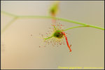 DSC_1995_nEO_IMG Drosera gigantea