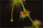 DSC_1997_nEO_IMG Drosera gigantea