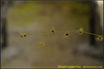 DSC_1999_nEO_IMGDrosera gigantea