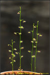 DSC_2060_nEO_IMG Drosera menziesii