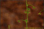 DSC_2063_nEO_IMG Drosera menziesii