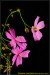 DSC_2527_nEO_IMG Drosera menziesii