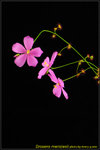 DSC_2529_nEO_IMG Drosera menziesii