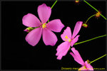 DSC_2530_nEO_IMG Drosera menziesii
