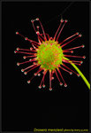 DSC_2537a_nEO_IMG Drosera menziesii