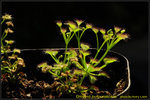 DSC_1614_nEO_IMG Drosera purpurascens