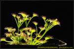 DSC_1615_nEO_IMG Drosera purpurascens
