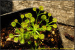 DSC_1617_nEO_IMG Drosera purpurascens