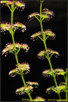DSC_1612_nEO_IMG Drosera ramellosa