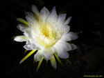 DSCN1242_nEO_IMG