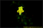 DSC_2800_nEO_IMG Genlisea pygmaea