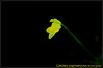 DSC_2801_nEO_IMG Genlisea pygmaea