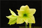 DSC_1058_nEO_IMG Hippeastrum Lemon Lime
