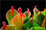 DSC_4522_nEO_IMG Heliamphora pulchella