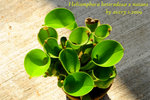 Heliamphora heterodoxa x nutans 1